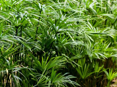 Fresh green environment representing vigor and life